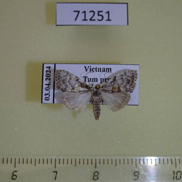 Noctuidae Nolinae sp. Vietnam