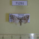 71251p Noctuidae Nolinae sp. Vietnam $7