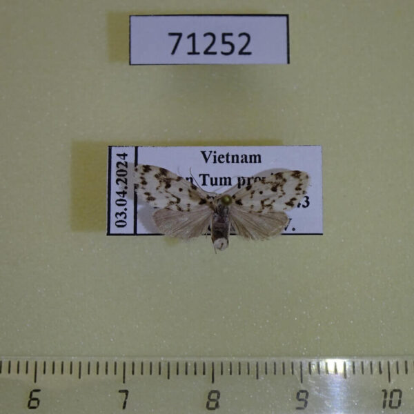 Arctiidae Siccia taiwana Vietnam