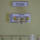 71253p Crambidae Macaretaera hesperis Vietnam $10