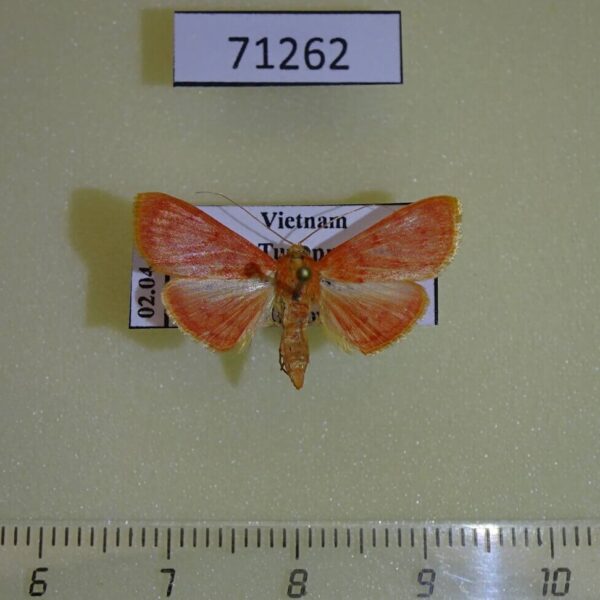 Crambidae Hyalobathra miniosalis Vietnam