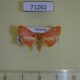 71262p Crambidae Hyalobathra miniosalis Vietnam $7
