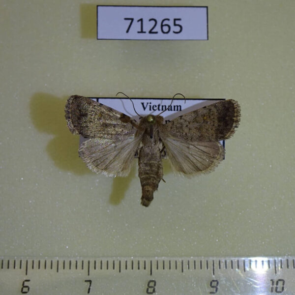 Noctuidae Athetis bremusa Vietnam