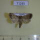 71265p Noctuidae Athetis bremusa Vietnam $8