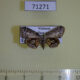 71271p Uraniidae Phazaca erosioides Vietnam $7