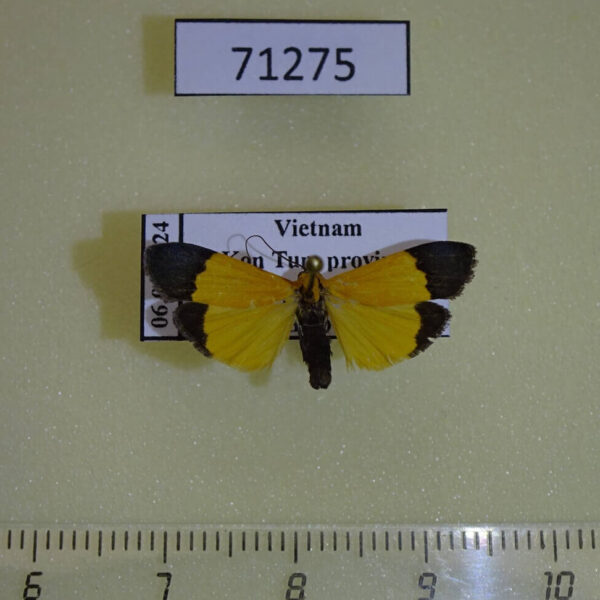 Arctiidae Pseudoscaptia rotschildi Vietnam