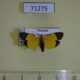 71275p Arctiidae Pseudoscaptia rotschildi Vietnam $9