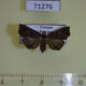 71276p Noctuidae Nagadeba obenbergi f Vietnam $9
