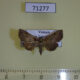 71277p Noctuidae Rhesala fusiformis Vietnam $15