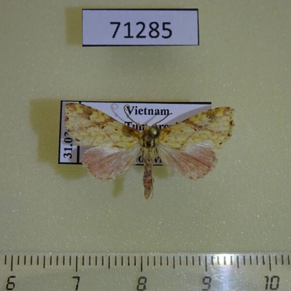 Noctuidae Tipasa obliquiflava Vietnam