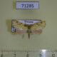 71285p Noctuidae Tipasa obliquiflava Vietnam $7