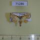 71286p Noctuidae Siglophora haematica Vietnam $6