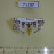 71287p Arctiidae Ammatho maculifasciata Vietnam $9
