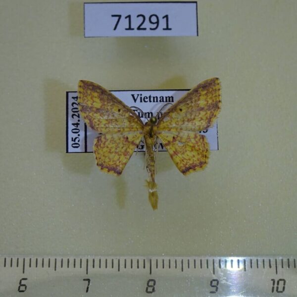 Geometridae Eois lunulosa Vietnam