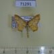 71291p Geometridae Eois lunulosa Vietnam $6