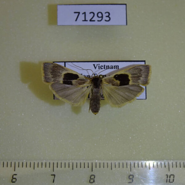 Arctiidae Teulisna karena f Vietnam