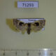 71293p Arctiidae Teulisna karena f Vietnam $7