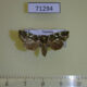 71294p Noctuidae Eulepa altigutta Vietnam $10