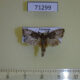 71299p Noctuidae Elusa sp. Vietnam $4