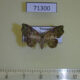 71300p Noctuidae Laspeyria olivata Vietnam $9