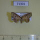 71301p Noctuidae Laspeyria olivata Vietnam $8