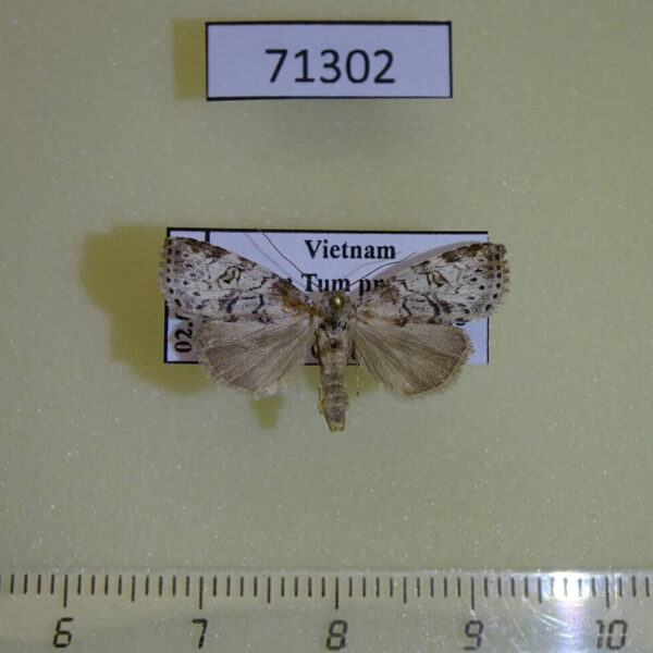 Noctuidae Chorsia mollicula Vietnam