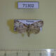 71302p Noctuidae Chorsia mollicula Vietnam $8