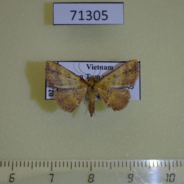 Noctuidae Cerynea rubra Vietnam