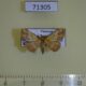 71305p Noctuidae Cerynea rubra Vietnam $10