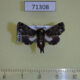 71308p Euteliidae Penicillaria dorsipuncta Vietnam $9