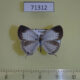 71312p Lycaenidae Jamides alecto f Vietnam $7