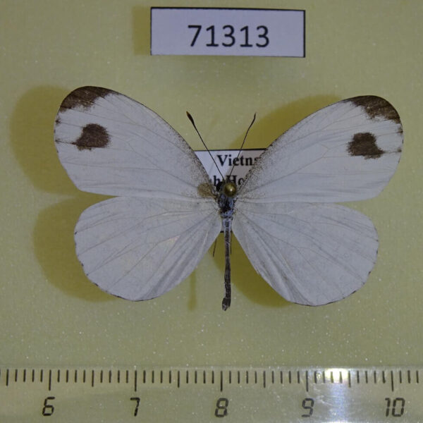 Pieridae Leptosia nina Vietnam