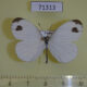 71313p Pieridae Leptosia nina Vietnam $6