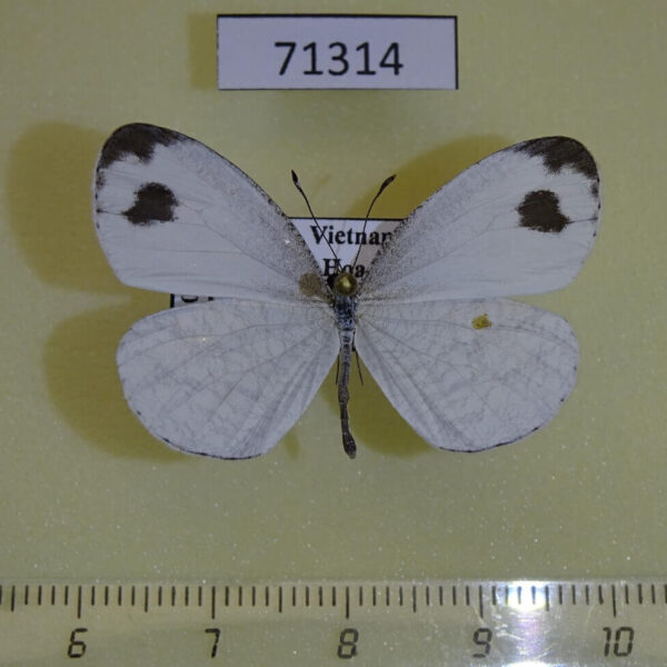 Pieridae Leptosia nina Vietnam