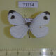 71314p Pieridae Leptosia nina Vietnam $6
