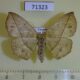 71323p Geometridae Psilocerea immitata f Uganda $8