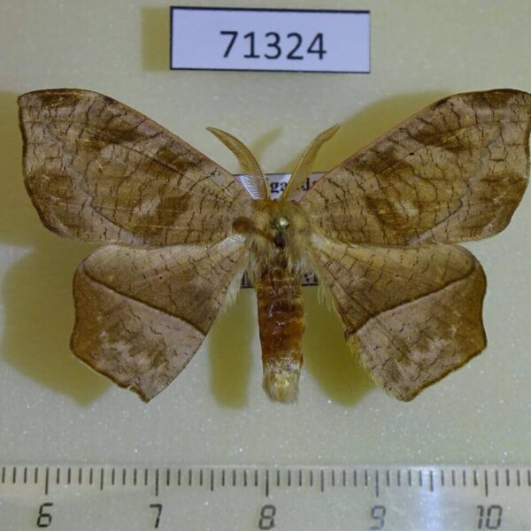 Drepanidae Negera natalensis Uganda