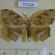 71324p Drepanidae Negera natalensis Uganda $15