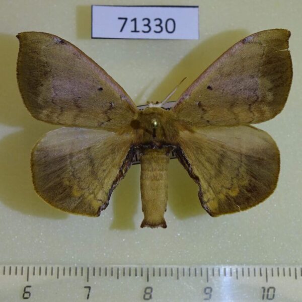 Bombycidae Andrasa olivacea Vietnam