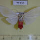 71333p Arctiidae Amerila niveivitrea f Uganda $30