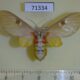 71334p Arctiidae Balacra herona f Uganda $40