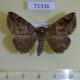 71336p Noctuidae Dysgonia trogosema Uganda $8
