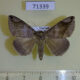 71339p Noctuidae Dysgonia palpalis Uganda $7