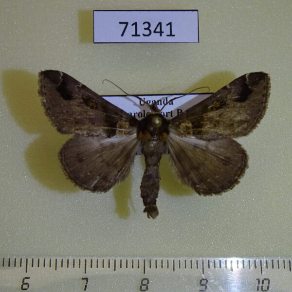 Noctuidae Ziela collenettei Uganda