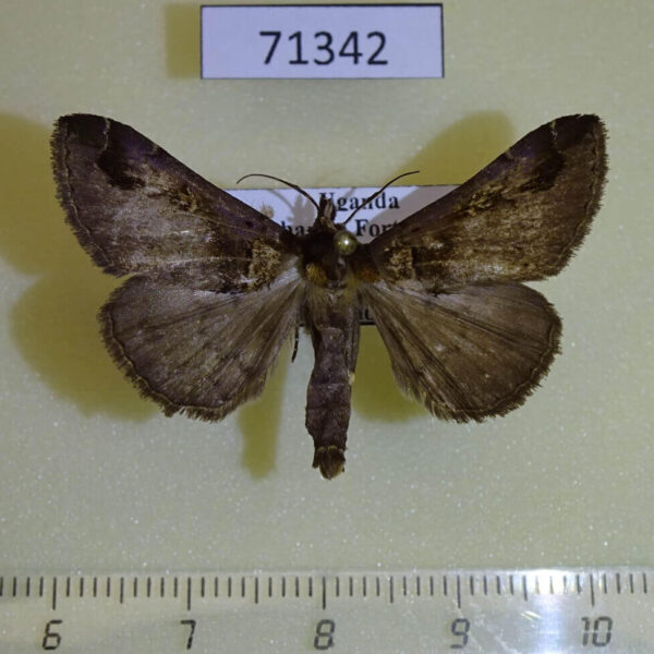 Noctuidae Ziela collenettei Uganda
