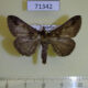 71342p Noctuidae Ziela collenettei Uganda $7