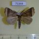 71344p Geometridae Odontopera acyrthoria Uganda $10