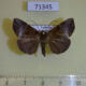 71345p Noctuidae Hypeninae sp. Uganda $7