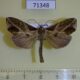 71348p Noctuidae Plusiodonta wahlbergi Uganda $9