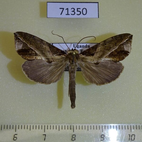 Noctuidae Plusiodonta wahlbergi Uganda